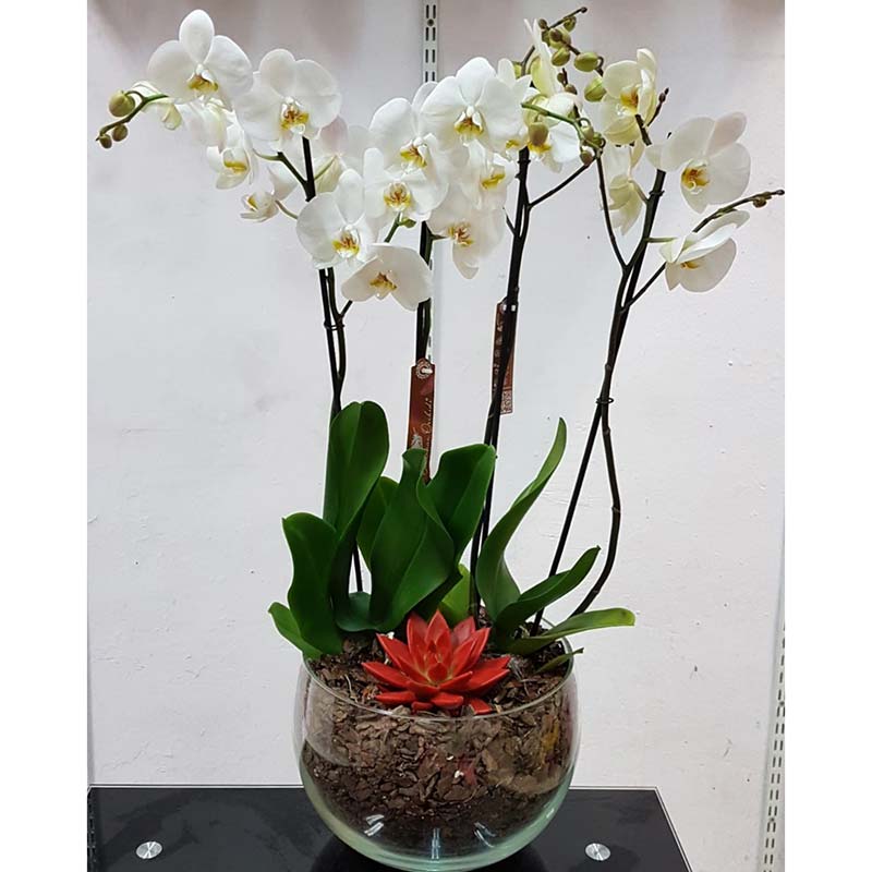 Centro de Orquídea Blanca